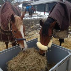 Frederiksborg Nytoftgaards Anastacia (Baby)