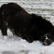Shetlænder Sir Lancelot