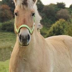 Fjordhest - Fabel Stanstorp