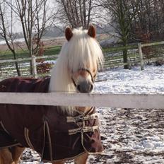 Haflinger Sandy Van De Lohöfte