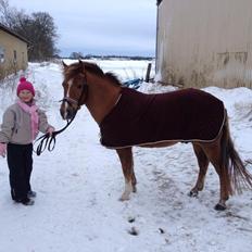 New Forest Elmholts Zeus