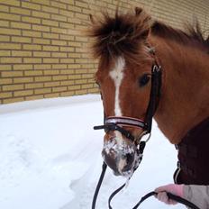 New Forest Elmholts Zeus