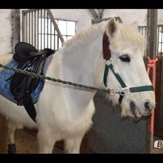 Anden særlig race Tinka