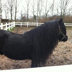 Fell pony Mr. Hailander