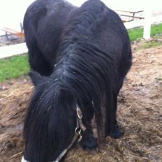 Fell pony Mr. Hailander