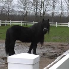 Fell pony Mr. Hailander