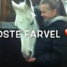 Anden særlig race Chagall (solgt)