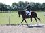 DSP Lille Asserholt Infinity - Happy Horse stævne 2013