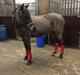 Welsh Partbred (Sec F) Bohemo Kolly