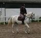 Shagya Araber (SH) Kivalo Esterhazy - Cheval