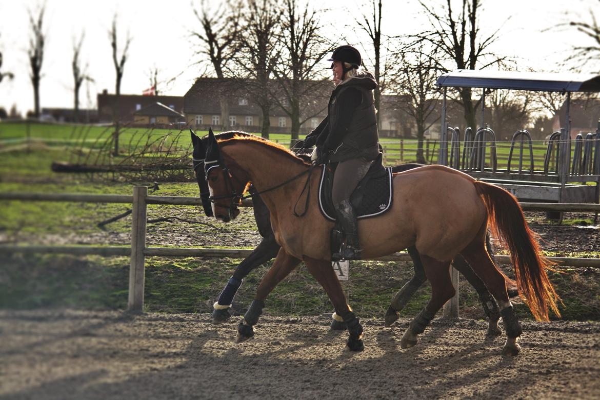 Dansk Varmblod Lyrik billede 19
