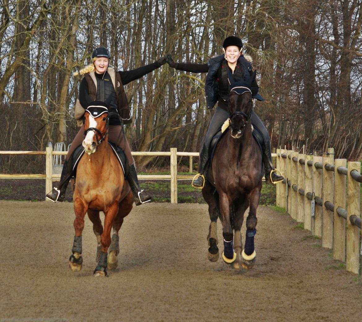 Dansk Varmblod Lyrik billede 11