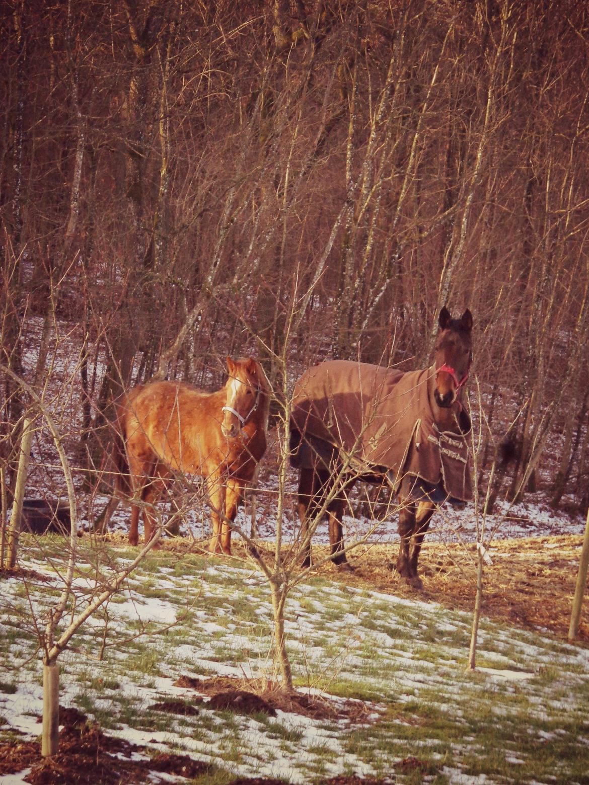 Anden særlig race Golden Rose billede 1