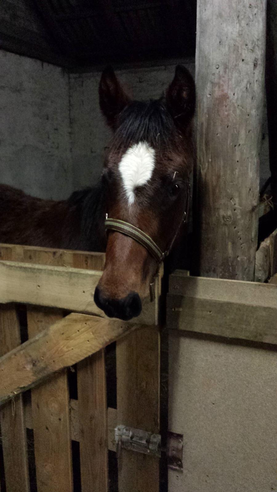 Dansk Varmblod Wajes Quick-Lady billede 13