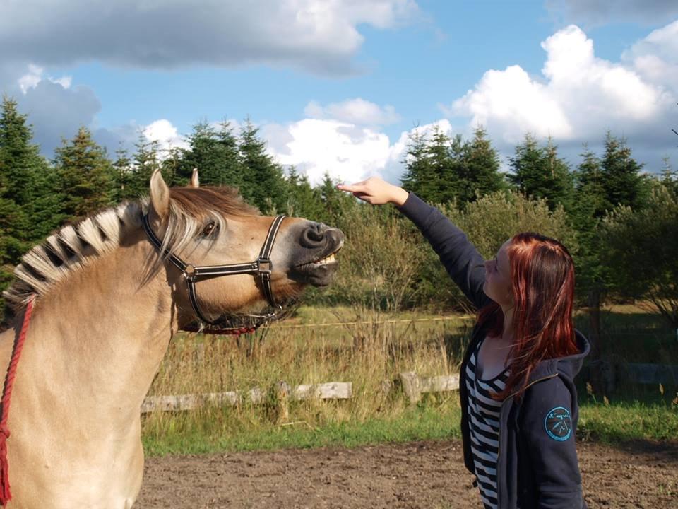 Fjordhest Emil Halsnæs<3 ( Mit Et Og Alt<3) billede 11