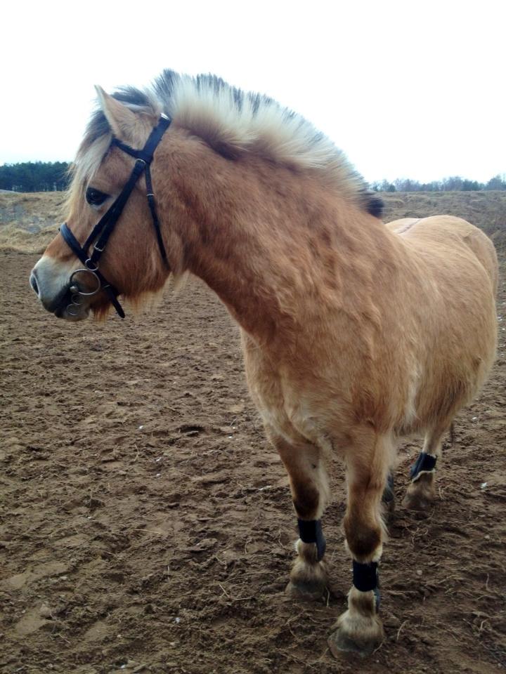 Fjordhest Emil Halsnæs<3 ( Mit Et Og Alt<3) billede 12