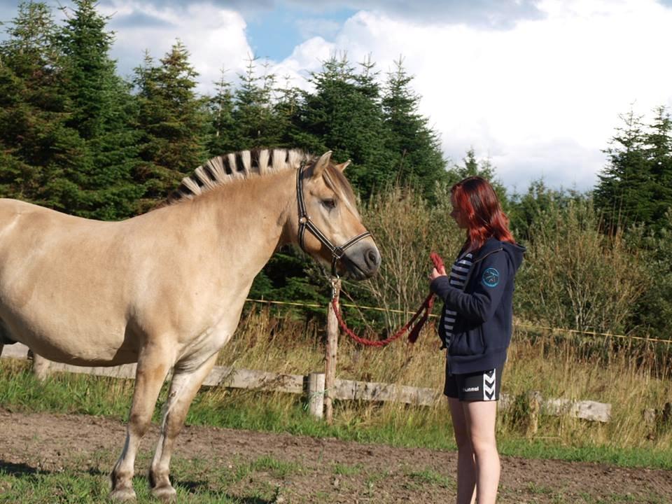 Fjordhest Emil Halsnæs<3 ( Mit Et Og Alt<3) billede 13