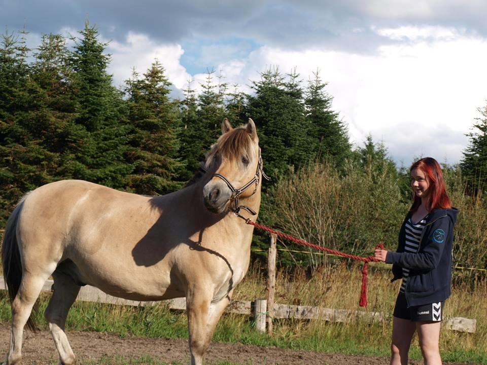 Fjordhest Emil Halsnæs<3 ( Mit Et Og Alt<3) billede 14