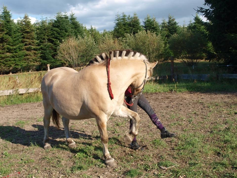 Fjordhest Emil Halsnæs<3 ( Mit Et Og Alt<3) billede 15