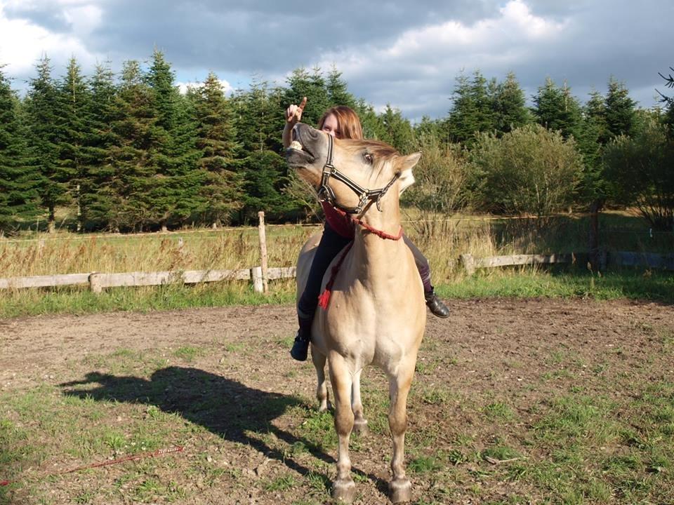 Fjordhest Emil Halsnæs<3 ( Mit Et Og Alt<3) billede 16