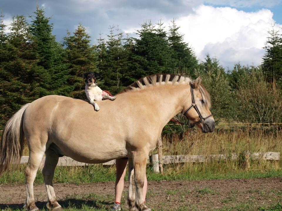 Fjordhest Emil Halsnæs<3 ( Mit Et Og Alt<3) billede 17