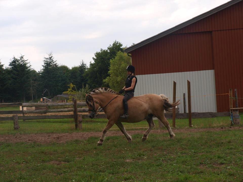 Fjordhest Emil Halsnæs<3 ( Mit Et Og Alt<3) billede 18