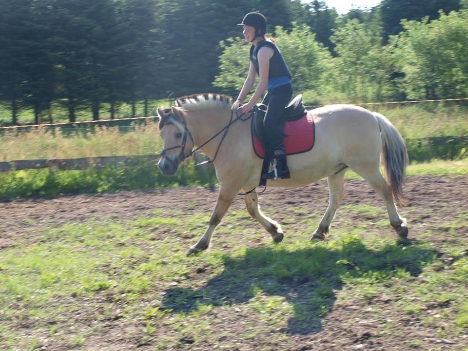 Fjordhest Emil Halsnæs<3 ( Mit Et Og Alt<3) billede 19