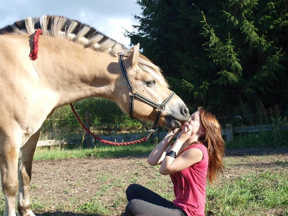 Fjordhest Emil Halsnæs<3 ( Mit Et Og Alt<3) billede 20