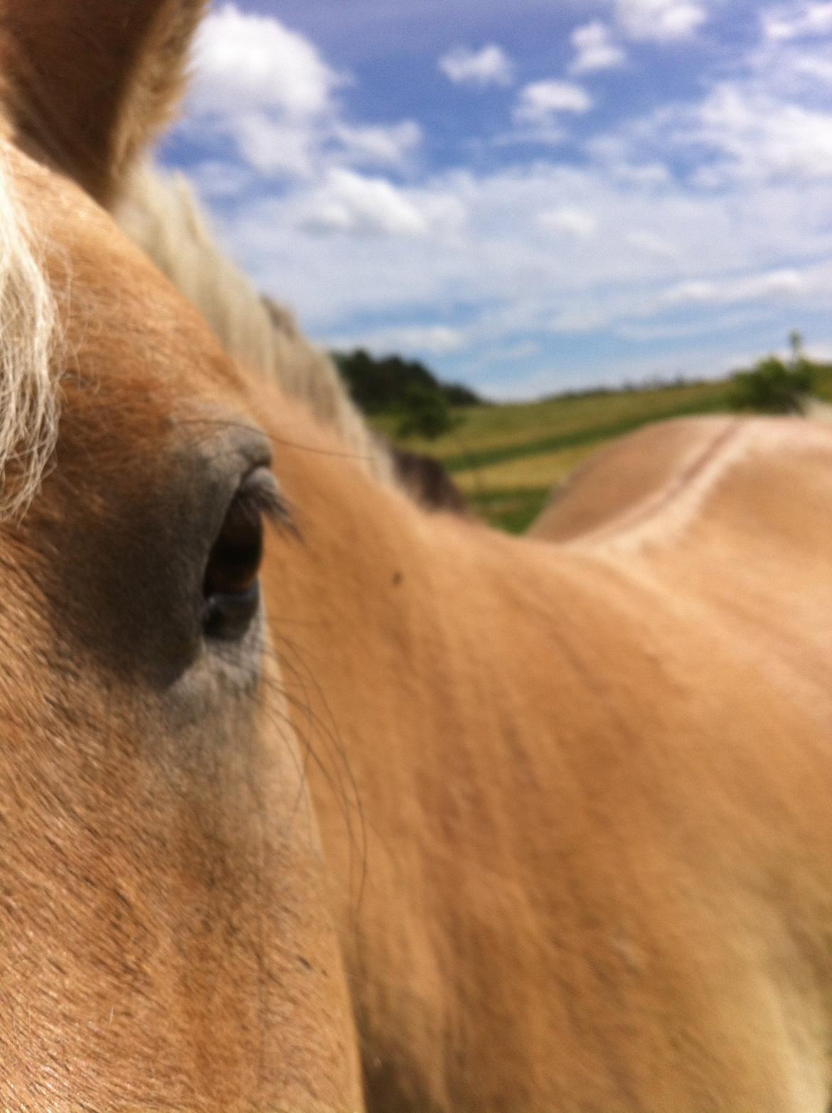 Fjordhest Emil Halsnæs<3 ( Mit Et Og Alt<3) billede 21