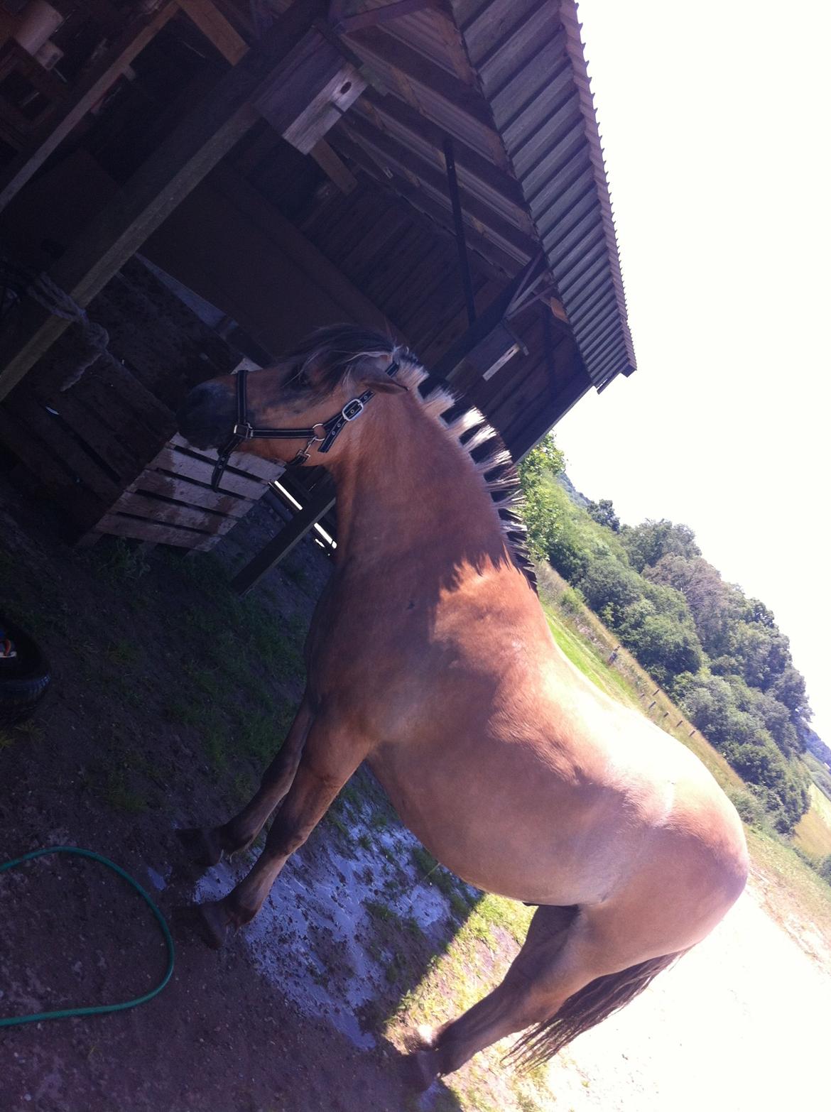 Fjordhest Emil Halsnæs<3 ( Mit Et Og Alt<3) billede 22