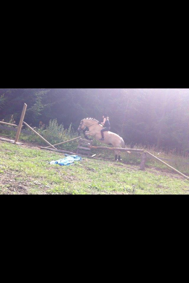 Fjordhest Emil Halsnæs<3 ( Mit Et Og Alt<3) billede 23