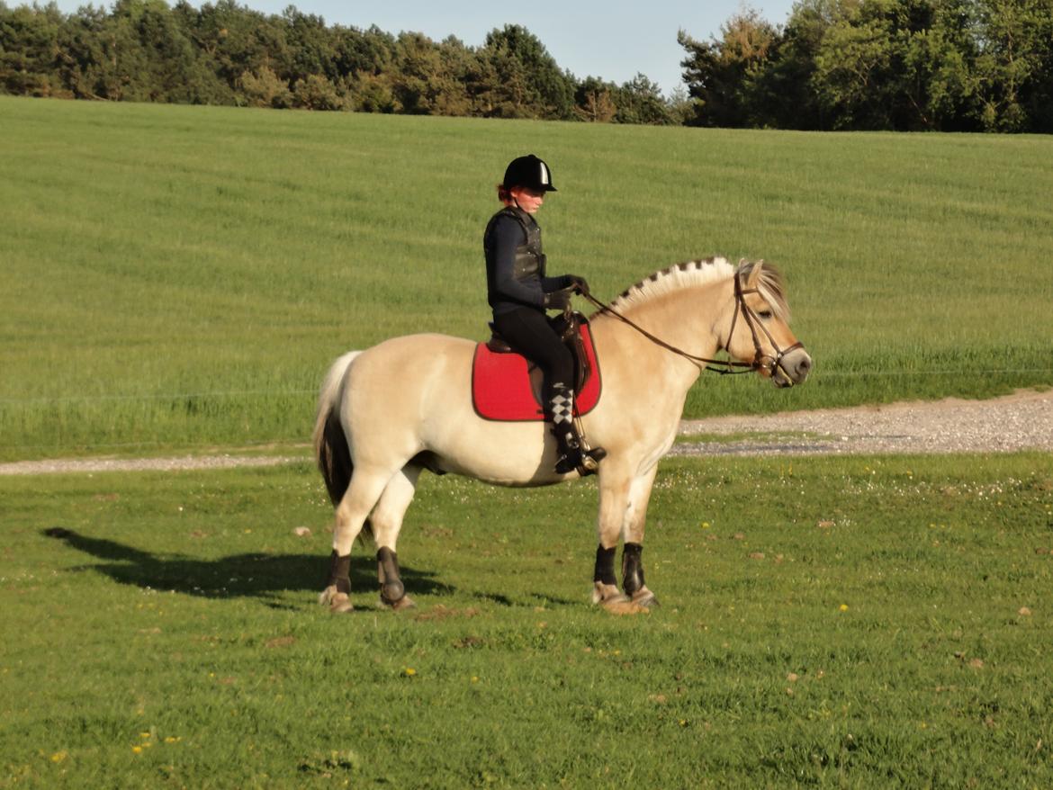 Fjordhest Emil Halsnæs<3 ( Mit Et Og Alt<3) billede 24