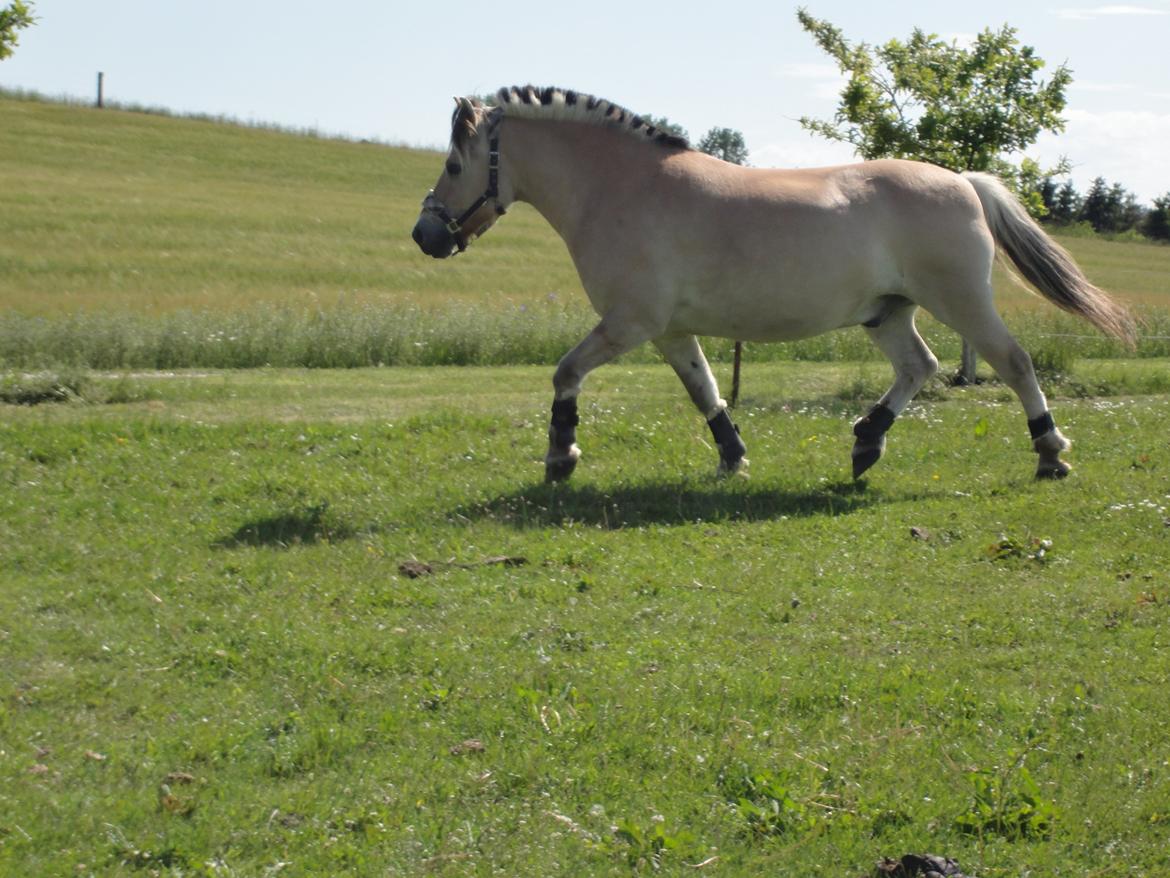 Fjordhest Emil Halsnæs<3 ( Mit Et Og Alt<3) billede 25