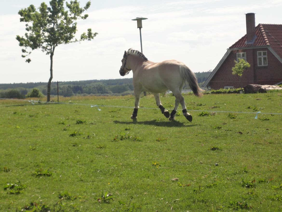 Fjordhest Emil Halsnæs<3 ( Mit Et Og Alt<3) billede 26