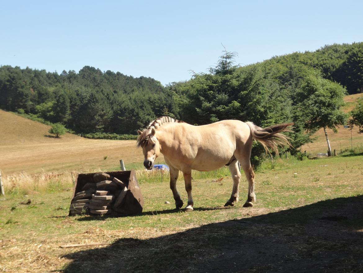Fjordhest Emil Halsnæs<3 ( Mit Et Og Alt<3) billede 27