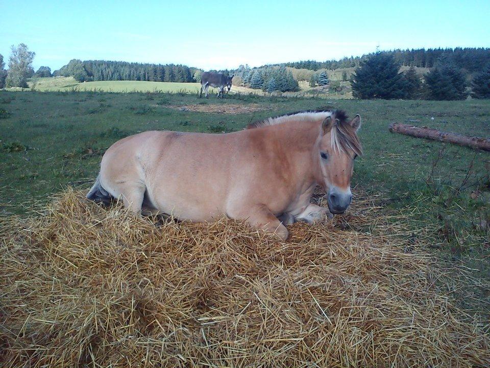 Fjordhest Emil Halsnæs<3 ( Mit Et Og Alt<3) billede 29