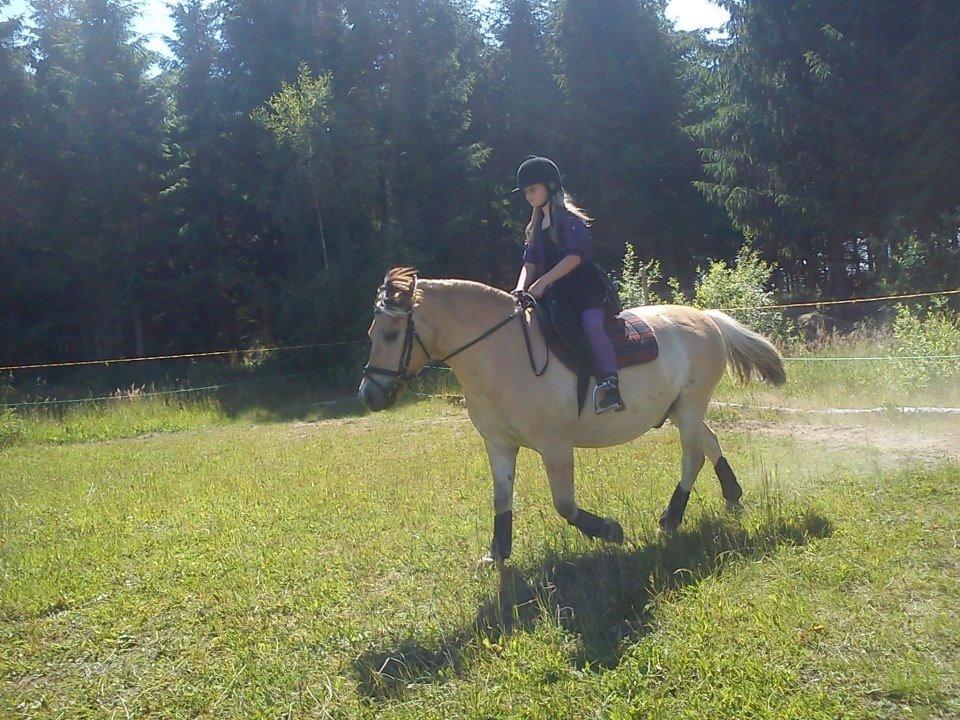 Fjordhest Emil Halsnæs<3 ( Mit Et Og Alt<3) billede 32