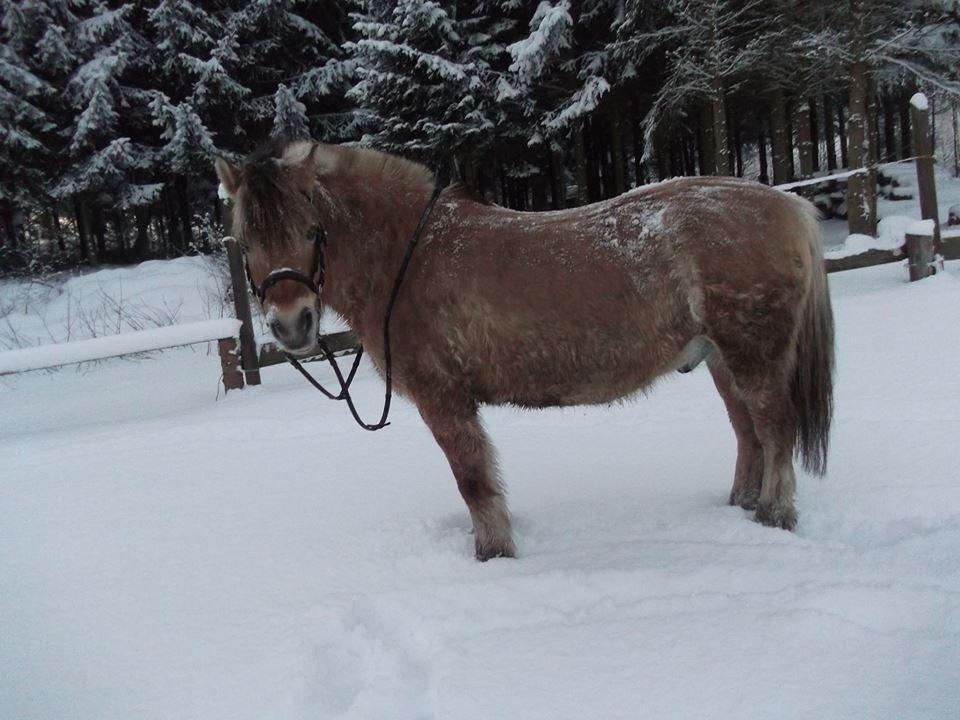 Fjordhest Emil Halsnæs<3 ( Mit Et Og Alt<3) billede 36