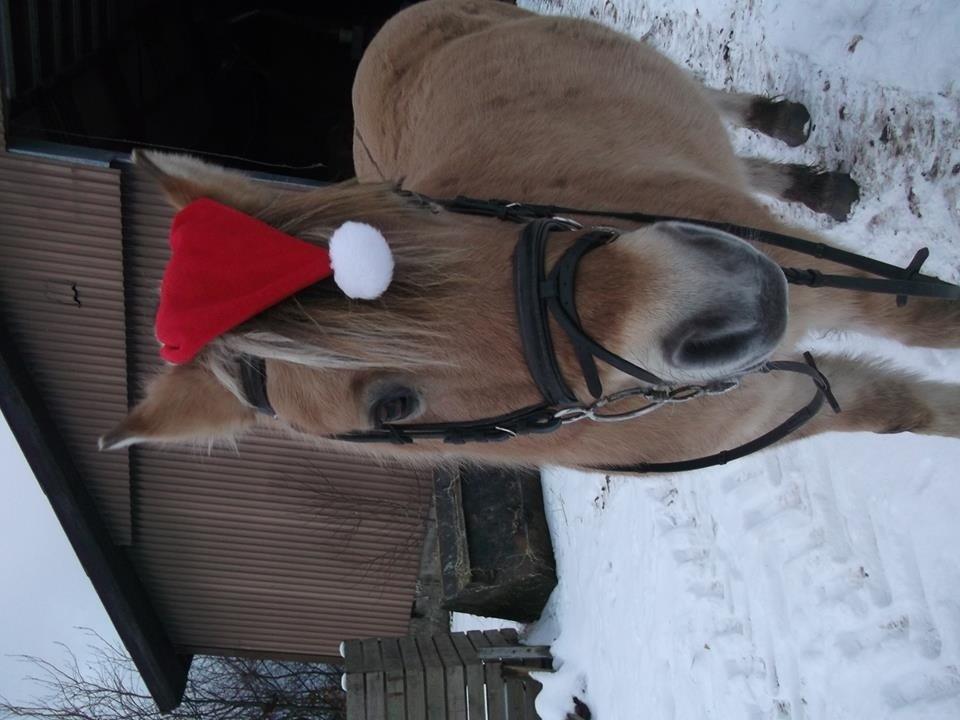 Fjordhest Emil Halsnæs<3 ( Mit Et Og Alt<3) billede 37