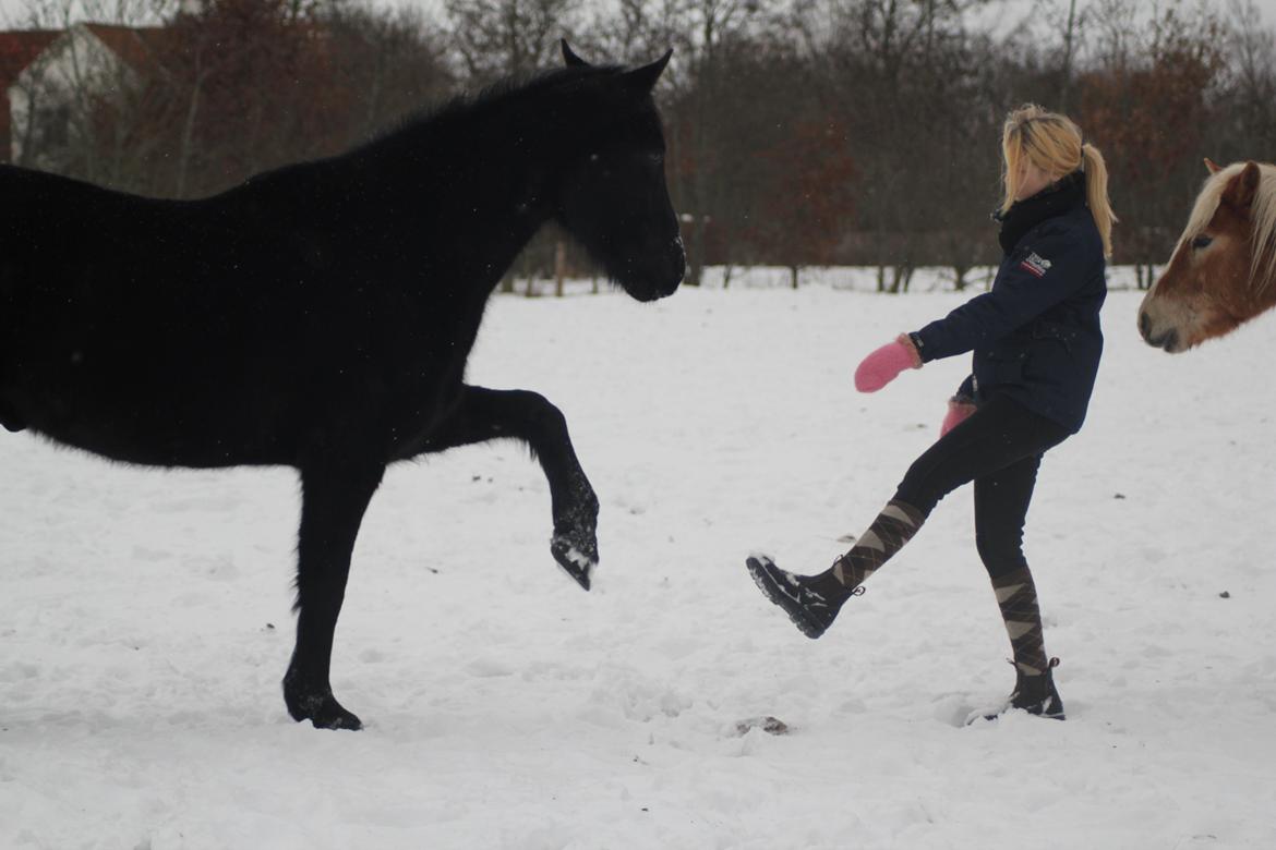 Anden særlig race MartiniQue, ^^min savnede hest - whatever <3 billede 1