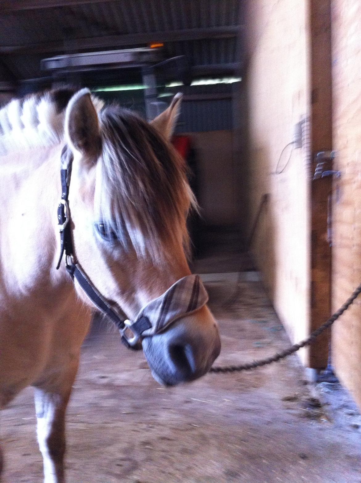 Fjordhest Emil Halsnæs<3 ( Mit Et Og Alt<3) billede 40