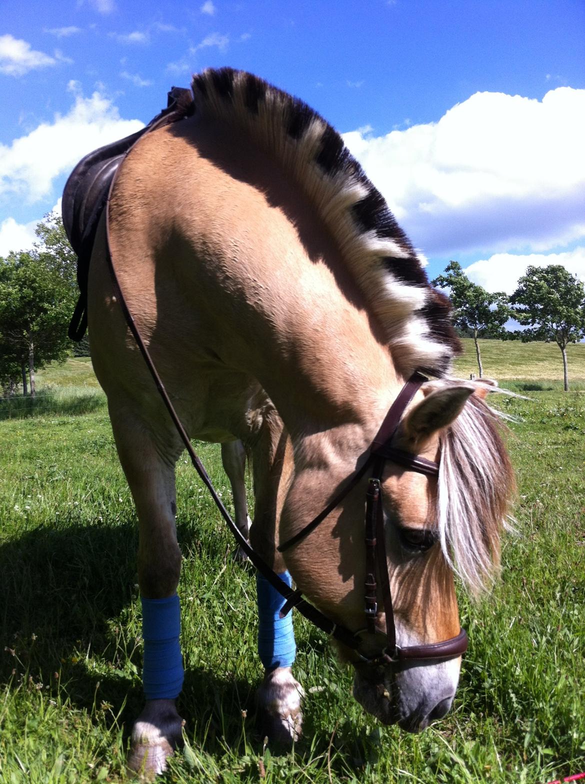 Fjordhest Emil Halsnæs<3 ( Mit Et Og Alt<3) billede 41