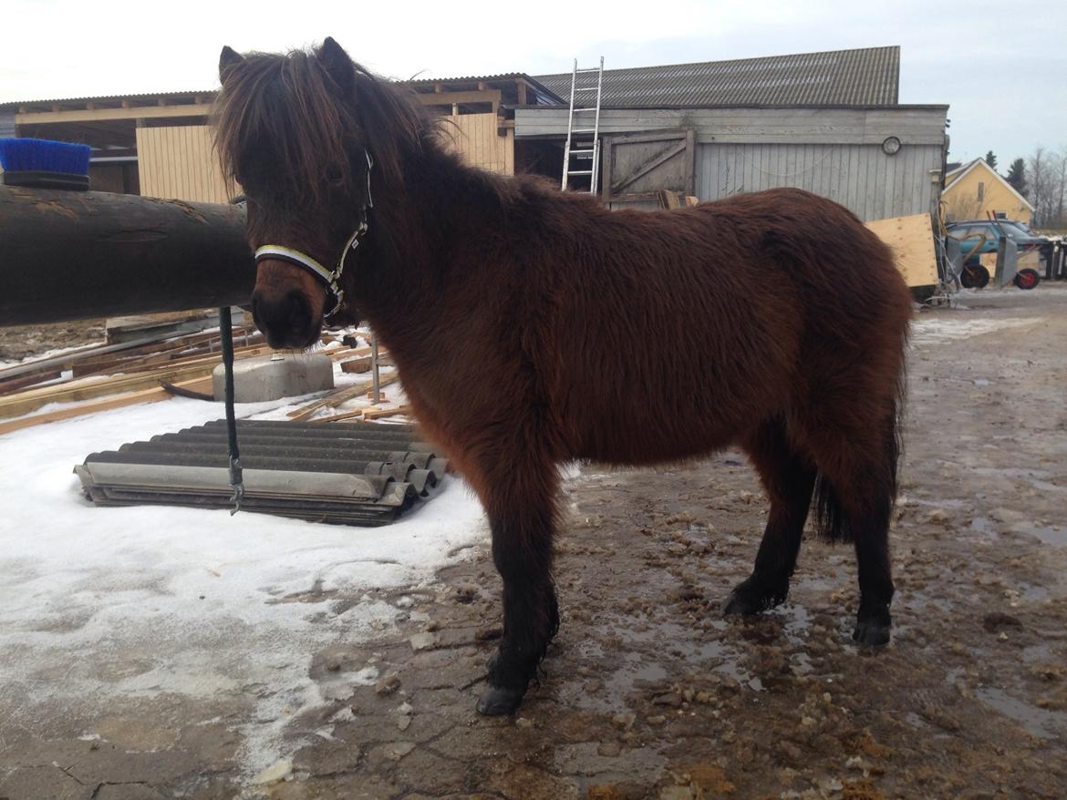 Shetlænder | Ib (Ibrahim) - 02.02.14 Flotte fyr der lige er blevet striglet. billede 5