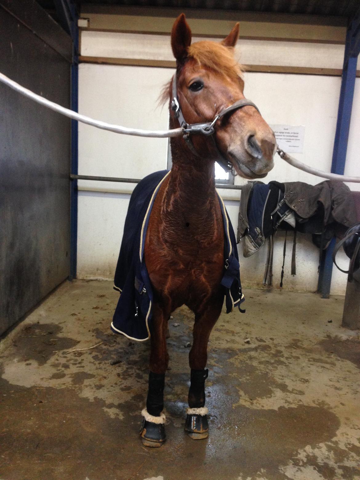 New Forest Spirit (Tidl. part) - Min elskede Spiritfyr efter Dressur kursus, D. 1/2 - 14 Helle rideklub :-) billede 8