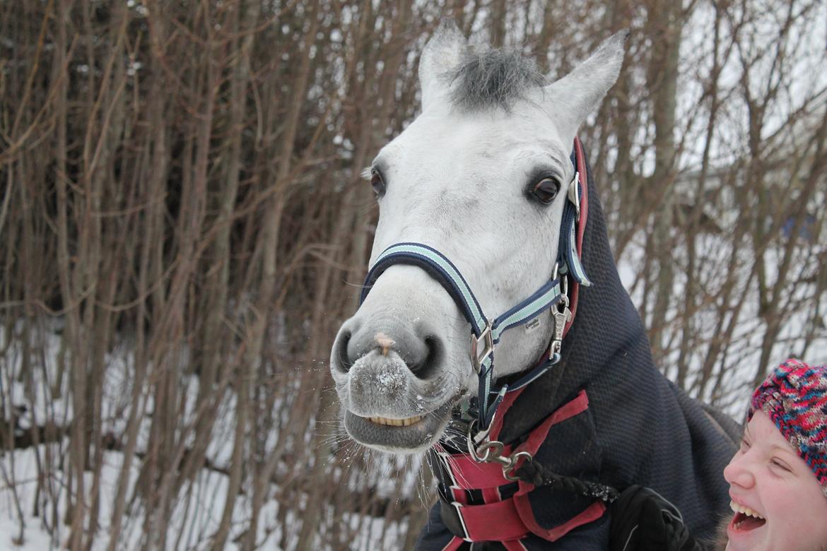 Connemara Mosegårdens Mascha  - skøre pony:-D ja kig ikke på mig:) billede 19