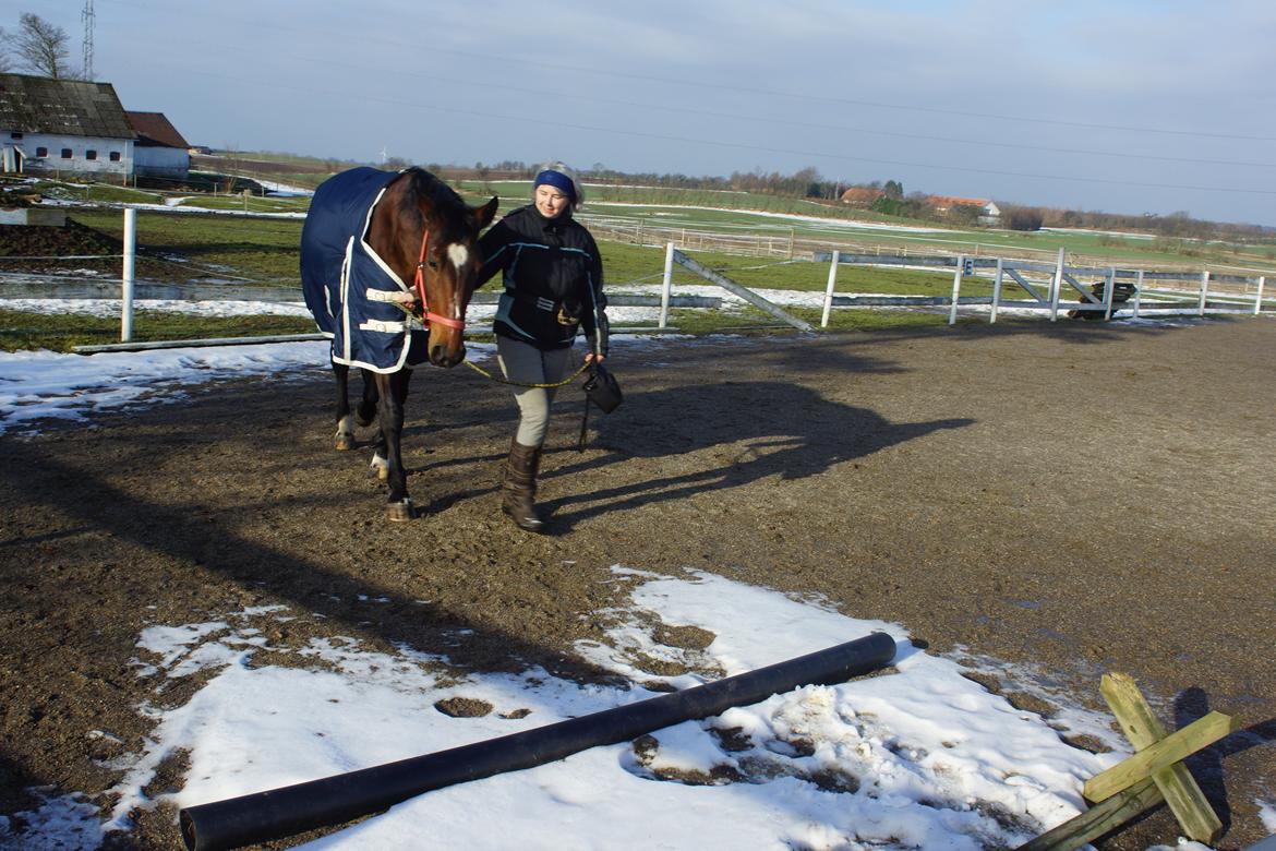 Dansk Varmblod Lillelunds B III (Mubbe) *2014* billede 6