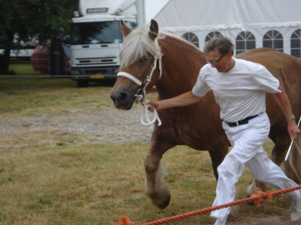 Jyde Fionia Tindbæklund - Hobro dyrskue 2013  billede 2