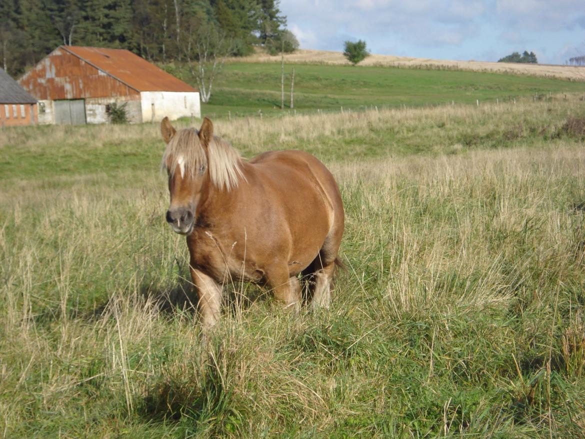 Jyde Fionia Tindbæklund billede 15