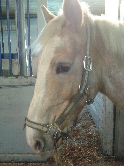 Haflinger Aalekrogens Stafet [Rideskole] billede 7