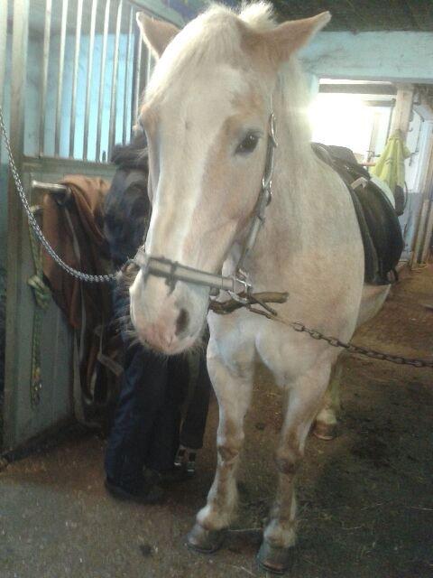 Haflinger Aalekrogens Stafet [Rideskole] - ♥ Du er så fin Stafet ♥ billede 9